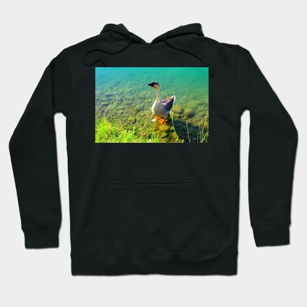 View from Santarelli lakes with a goose walking on some rocks in the aquamarine lake with fresh greenery Hoodie by KristinaDrozd